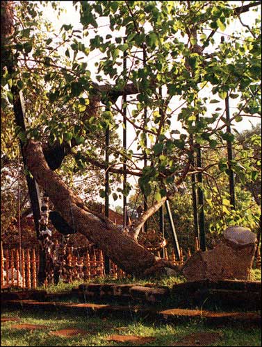 aya Sri Maha Bodhi, Anuradhapura, Sri Lanka.