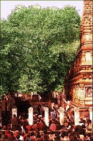 The Bodhi Tree